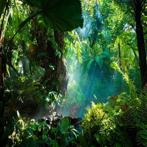 crowding rainforest 